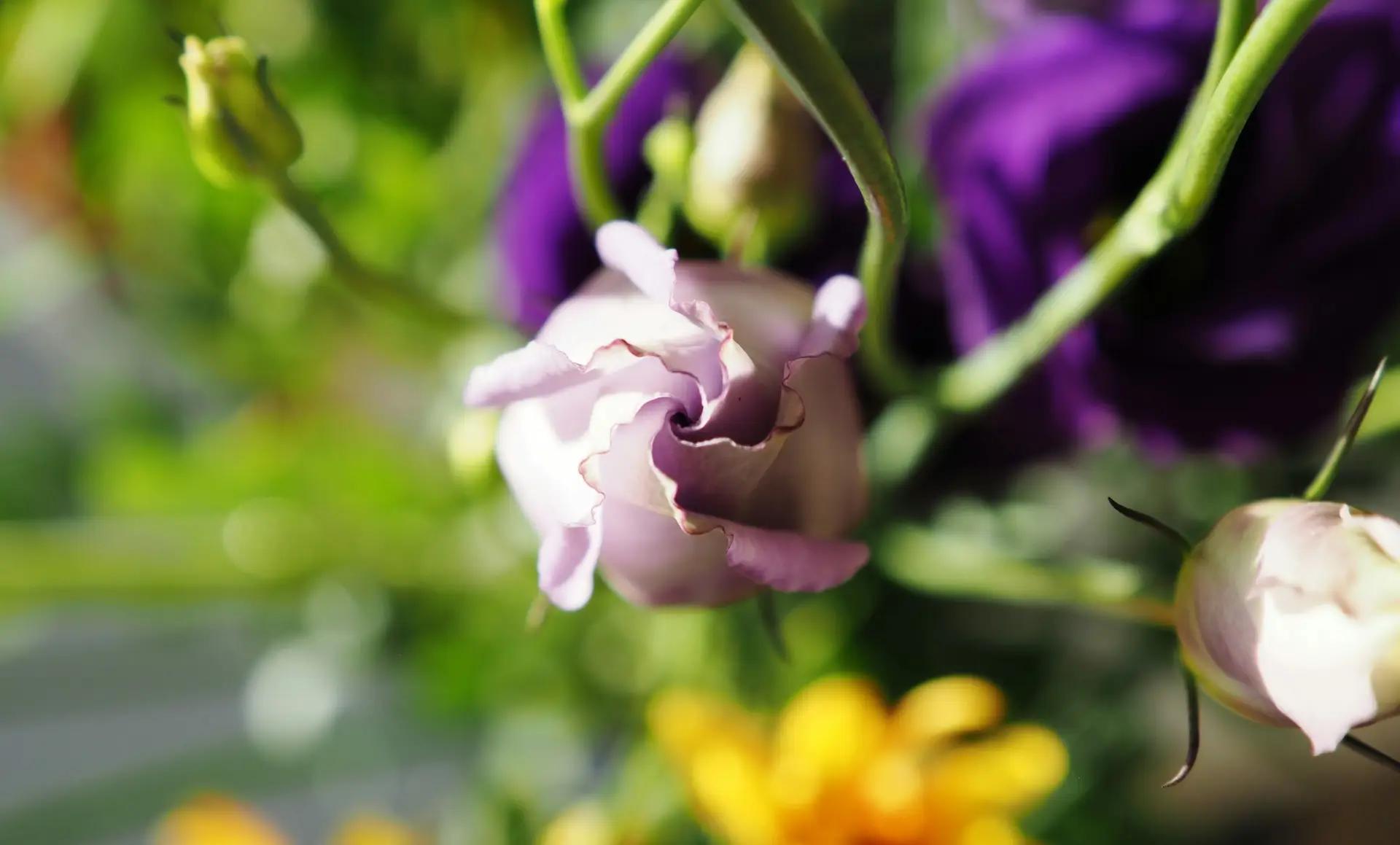 Blomknopp i en bukett, som symbol för uppskattning till deltagarna i Sigills kundundersökning.